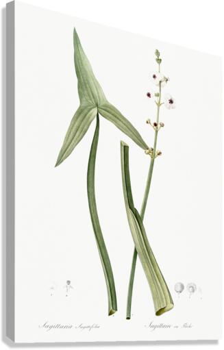 Arrowhead illustration  Canvas Print