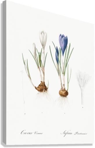 Spring crocus illustration  Canvas Print