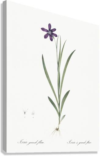 Spring crocus illustration  Canvas Print