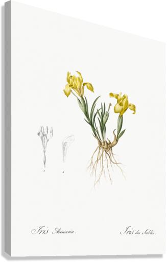 Sand iris illustration  Canvas Print
