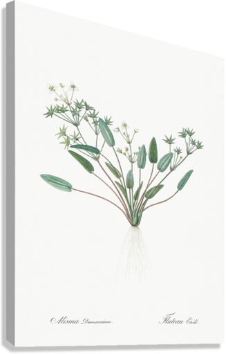 Starfruit illustration  Canvas Print