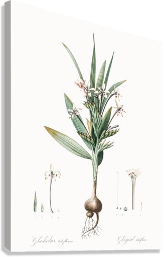 Baboon root illustration  Canvas Print