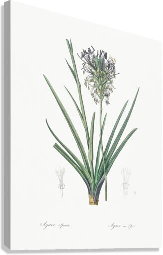 Agave spicata illustration  Canvas Print