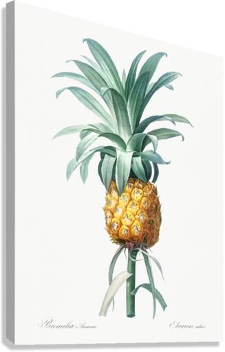 Pineapple illustration Canvas Print