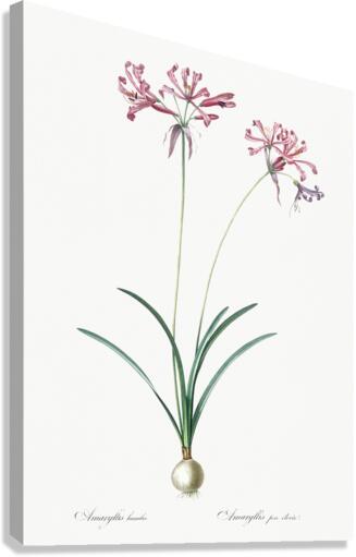 Nerine illustration  Canvas Print
