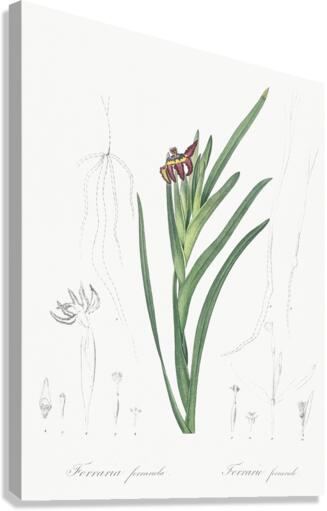 Spider iris illustration  Canvas Print