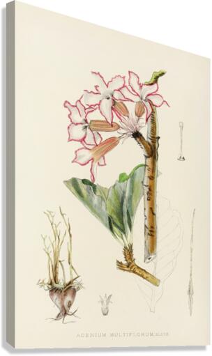 Adenium Multiflorum Canvas Print