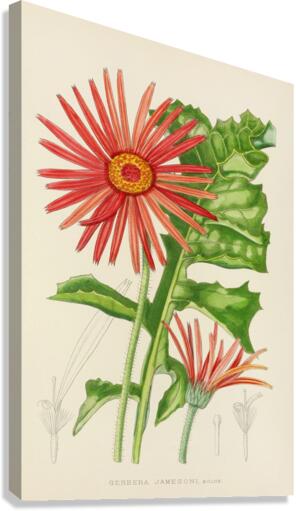 Gerbera Jameson Canvas Print