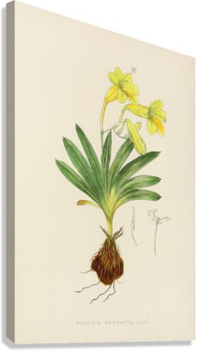 Freesia Refracta Impression sur toile