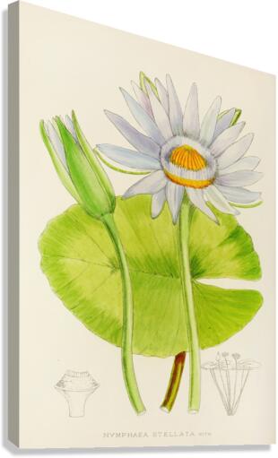 Nymphaea Stellata Canvas Print