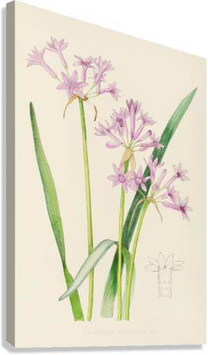 Tulbaghia Violacea Canvas Print