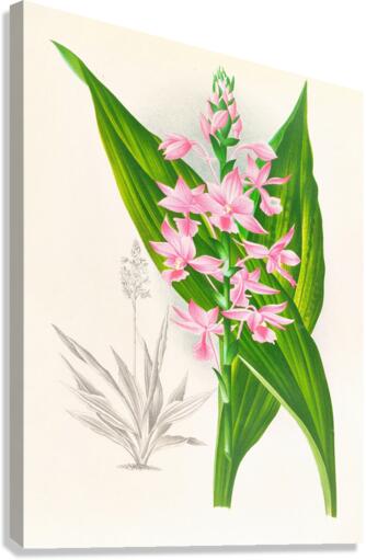 Calanthe Masuca  Canvas Print