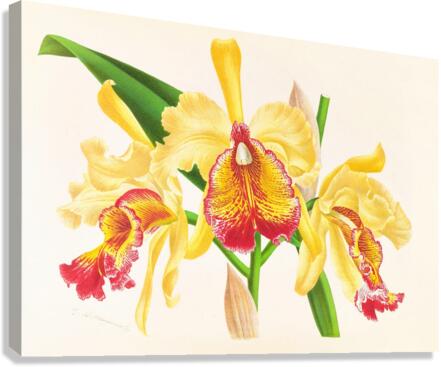 Cattleya Aurea Canvas Print