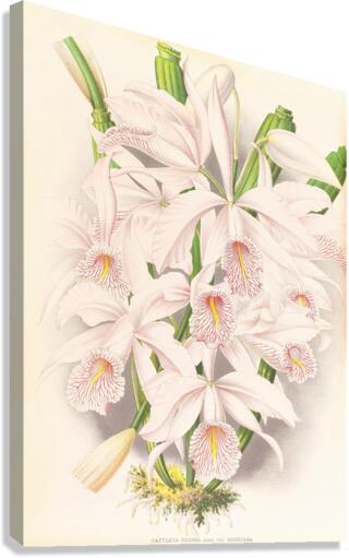 Cattleya Maxima Canvas Print
