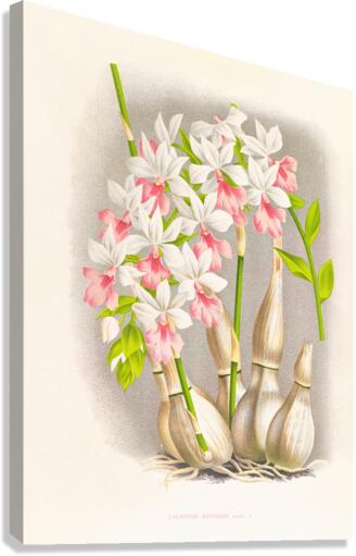 Calanthe regnieri Canvas Print