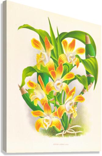 Chysis aurea Canvas Print