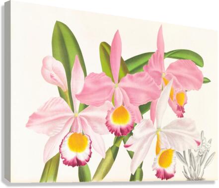 Cattleya eldorado Canvas Print