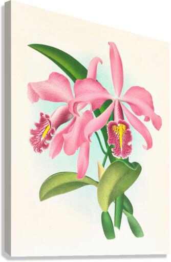 Cattleya maxima Canvas Print