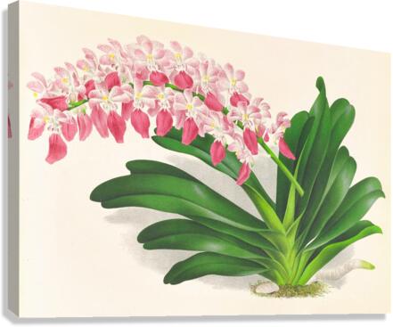 Aerides maculosum Canvas Print