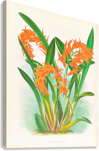 Ada aurantiaca Canvas Print