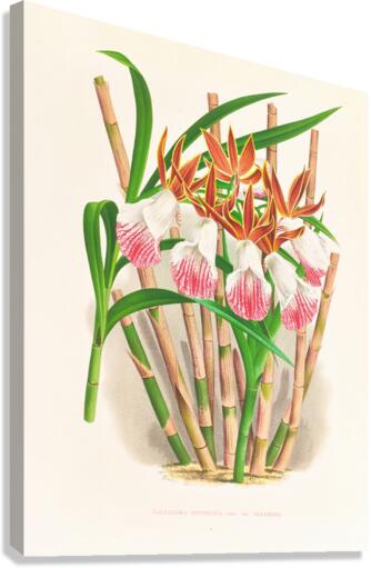 Galendra devoniana Canvas Print
