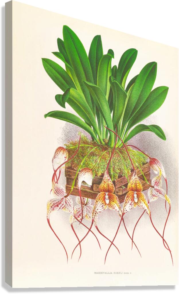 Masdevallia Roezli Canvas Print