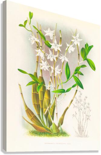 Dendrobium crumenatum Canvas Print
