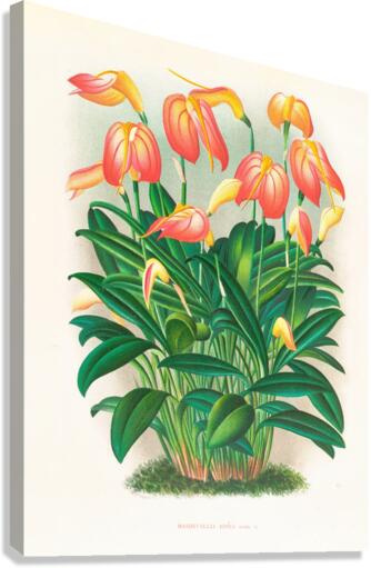 Masdevallia ignea Impression sur toile