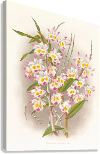 Dendrobium devonianum  Canvas Print