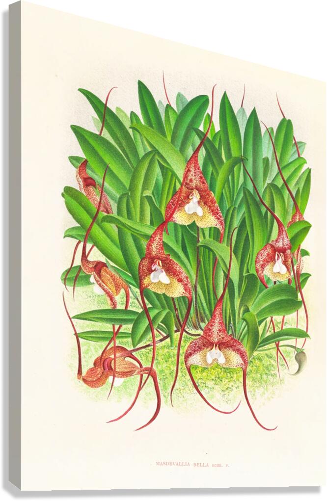 Masdevallia bella Canvas Print