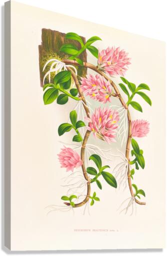 Dendrobium bracteosum Canvas Print