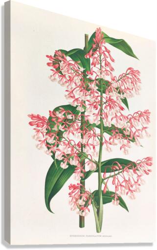 Epidendrum Paniculatum Canvas Print