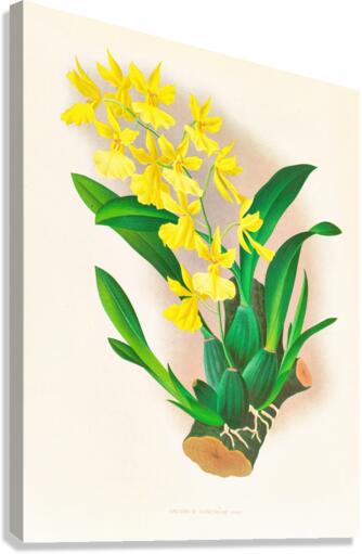 Oncidium concolor Canvas Print
