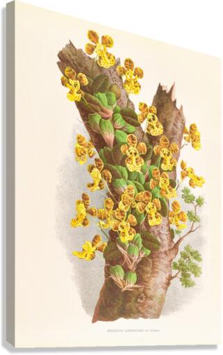 Oncidium Limminghei Canvas Print