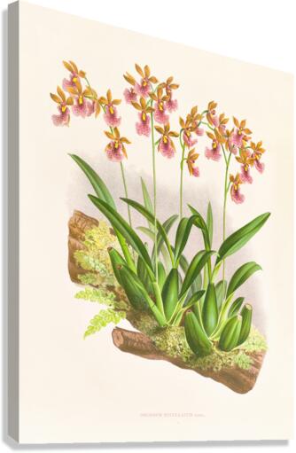 Oncidium cucullatum Canvas Print