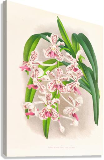 Vanda suavis Impression sur toile