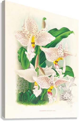 Stanhopea oculata Canvas Print