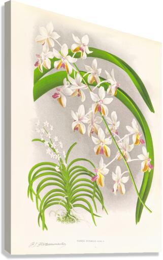 Vanda Boxalli Canvas Print