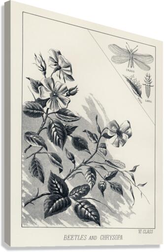 Trout Flies  Canvas Print
