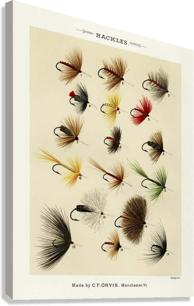Hackles  Canvas Print