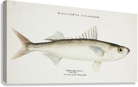 Antique drawing watercolor fish Emmelichthys Nitidus marine life. South Pacific Fishes by Frank Edward Clarke 1849-1899. Canvas Print