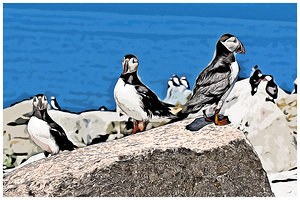 Three Atlantic Puffins Guarding Their Nesting Area - Illus.