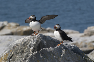 Atlantic Puffin Spreads Wings to Protect Nest With Mate On Island Off Maine Coast