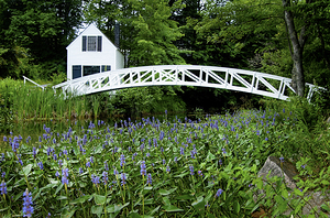 Lilies Around Somesville Foot Bridge in Acadia National Park