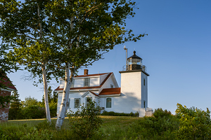 Birch Trees by Fort Point Lighthouse in Midcoast Maine