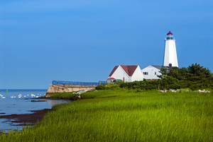 Swans at Low Tide Near Beachgrass of Lynde Point Lighthouse