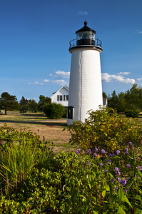 Wildflowers by Plum Island Newburyport Harbor Lighthouse in Massachusetts