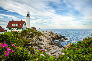 Beach Roses by Portland Head Lighthouse in Maine