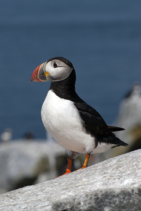 Atlantic Puffin Displays Unique Beak Like a Parrot on Island Off Maine Coast