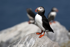 Lone Puffin Stands Guard Over Nest on Rocky Island Off Maine Coast